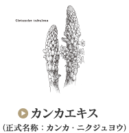 売れ筋オンライン ローズシャングリラ カンカ 健康用品 www.quanta.org.br
